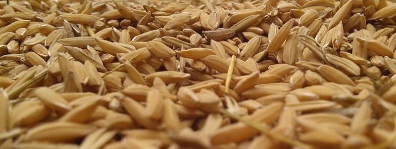ceara rafinata de tarate de orez refined rice bran wax